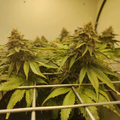 Banana Candy Krush growlog timeline photo