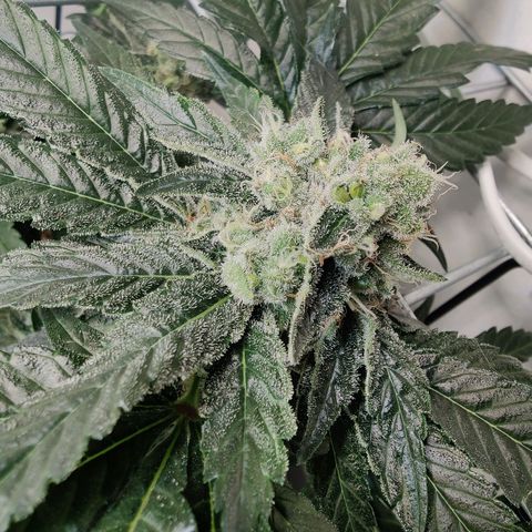 Banana Candy Krush growlog timeline photo