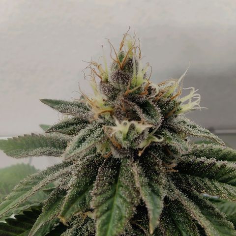 Banana Candy Krush growlog timeline photo