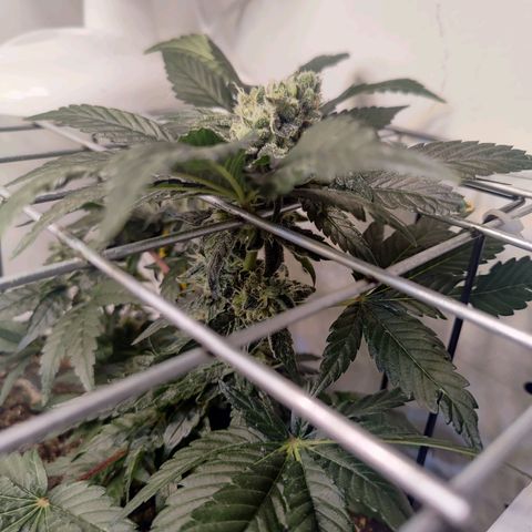 Banana Candy Krush growlog timeline photo