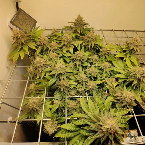 Banana Candy Krush growlog timeline photo