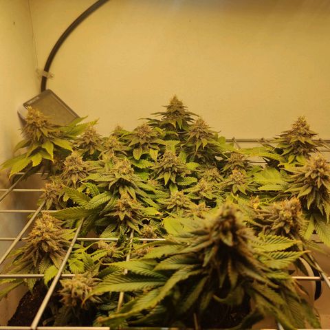 Banana Candy Krush growlog timeline photo
