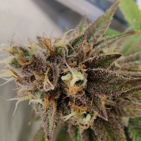 Banana Candy Krush growlog timeline photo