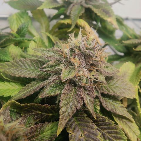 Banana Candy Krush growlog timeline photo