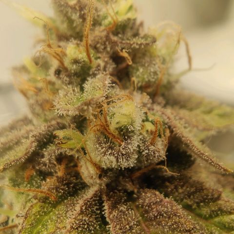 Banana Candy Krush growlog timeline photo