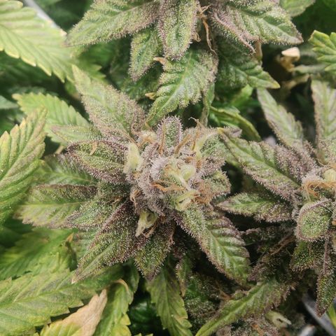 Banana Candy Krush growlog timeline photo