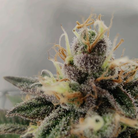Banana Candy Krush growlog timeline photo