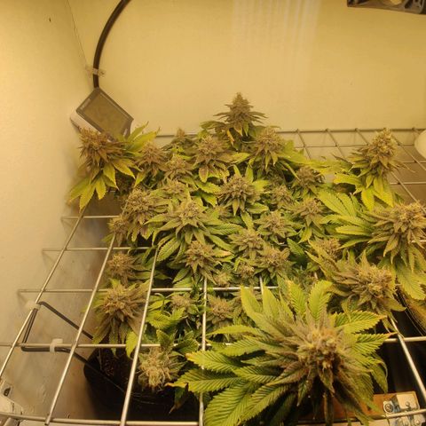 Banana Candy Krush growlog timeline photo
