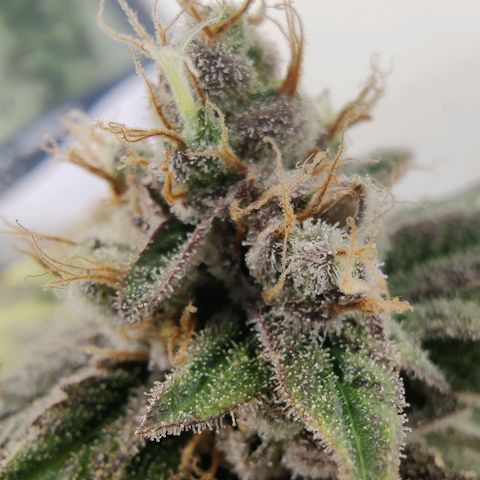Banana Candy Krush growlog photo: Checking Trichs