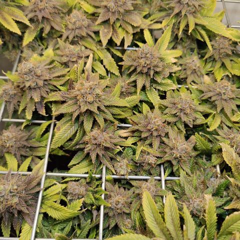 Banana Candy Krush growlog photo: Checking Trichs