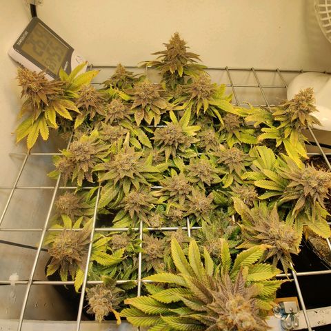 Banana Candy Krush growlog photo: Checking Trichs