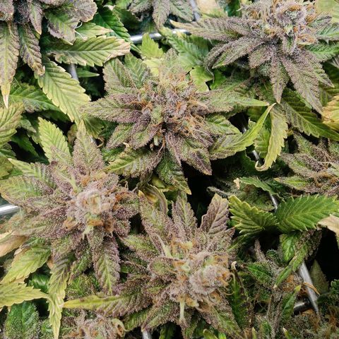 Banana Candy Krush growlog photo: Checking Trichs
