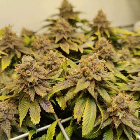 Banana Candy Krush growlog photo: Checking Trichs