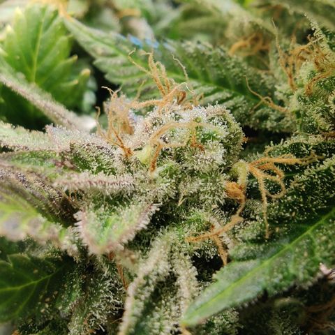 Banana Candy Krush growlog photo: Getting closer...