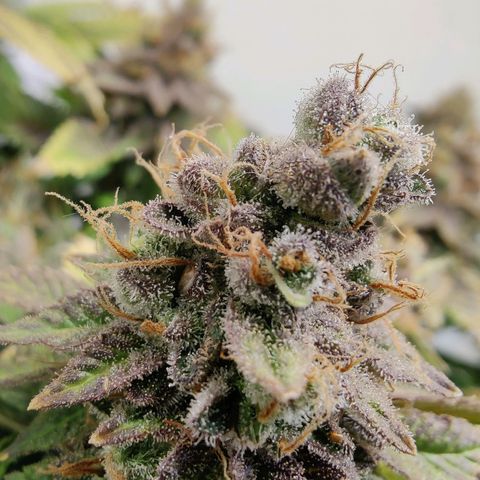 Banana Candy Krush growlog photo: Getting closer...