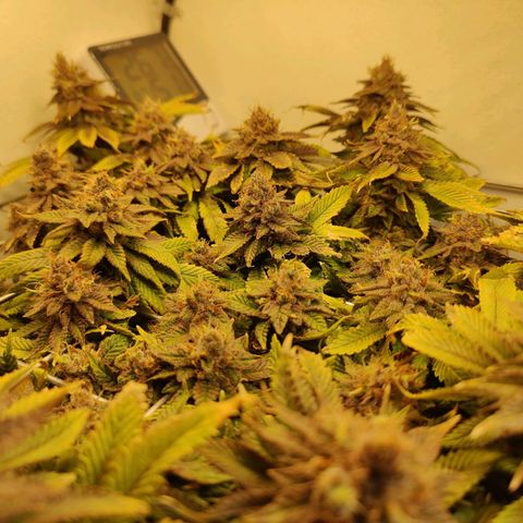 Banana Candy Krush growlog photo: Getting closer...