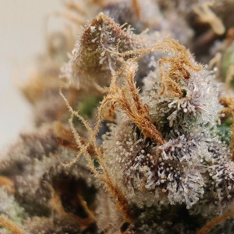 Banana Candy Krush growlog photo: Almost there, will chop in two more days. 