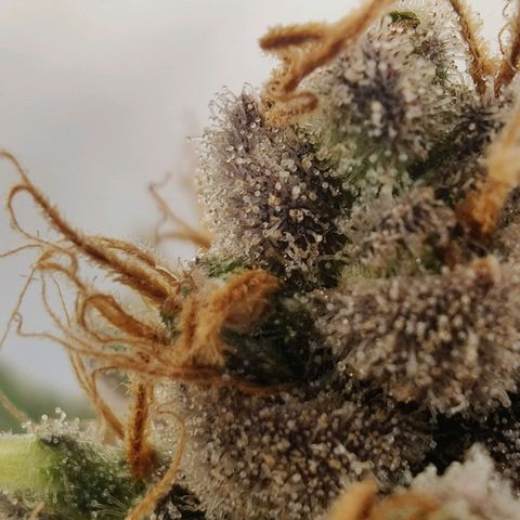 Banana Candy Krush growlog photo: Almost there, will chop in two more days. 