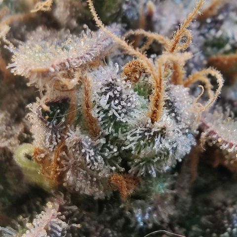 Banana Candy Krush growlog photo: Almost there, will chop in two more days. 