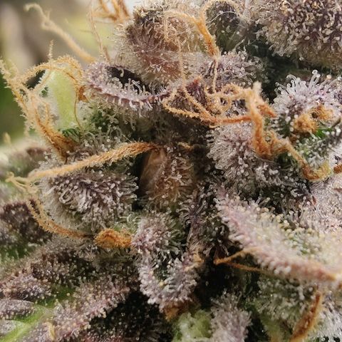 Banana Candy Krush growlog photo: Almost there, will chop in two more days. 