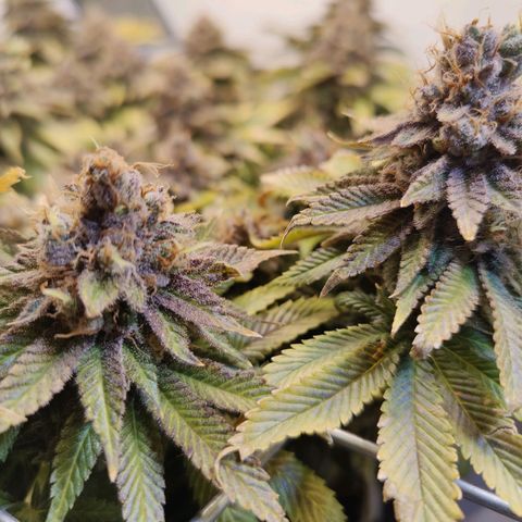 Banana Candy Krush growlog photo: Last light cycle before harvest. 