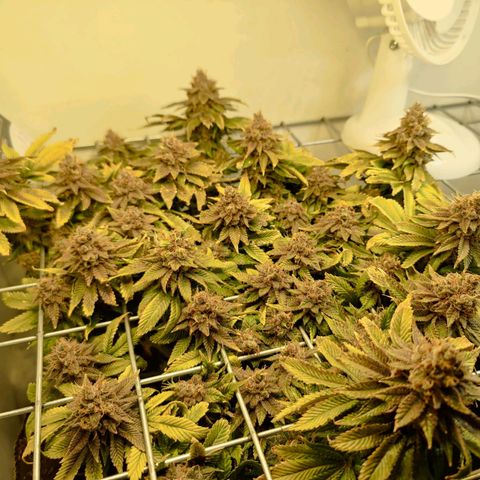 Banana Candy Krush growlog photo: Last light cycle before harvest. 