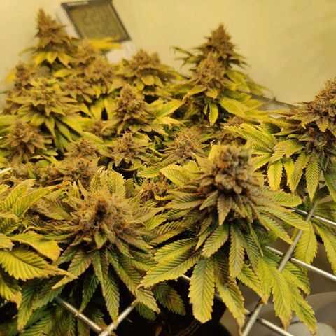 Banana Candy Krush growlog photo: Last light cycle before harvest. 