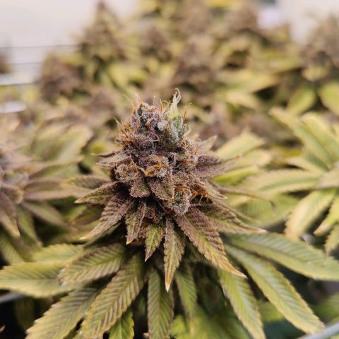 Banana Candy Krush growlog photo: Last light cycle before harvest. 