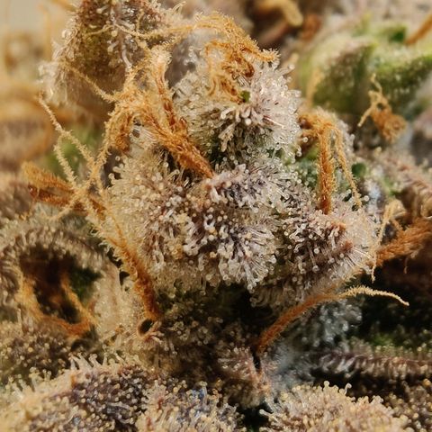Banana Candy Krush growlog photo: Last light cycle before harvest. 