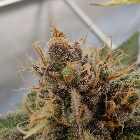 Banana Candy Krush growlog photo: Last light cycle before harvest. 