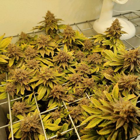 Banana Candy Krush growlog photo: Last light cycle before harvest. 