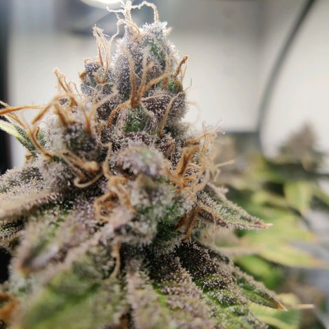 Banana Candy Krush growlog photo: Last light cycle before harvest. 