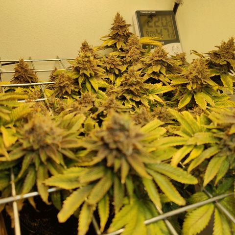 Banana Candy Krush growlog photo: Last light cycle before harvest. 