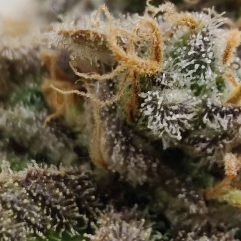 Banana Candy Krush growlog photo: Harvest pictures