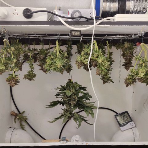 Banana Candy Krush growlog photo: Harvest pictures