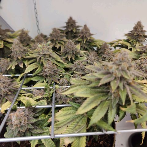Banana Candy Krush growlog photo: Harvest pictures