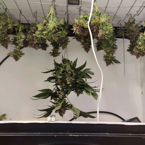 Banana Candy Krush growlog photo: Harvest pictures
