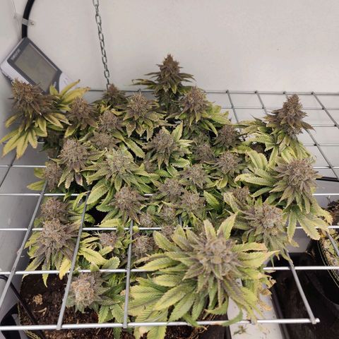 Banana Candy Krush growlog photo: Harvest pictures