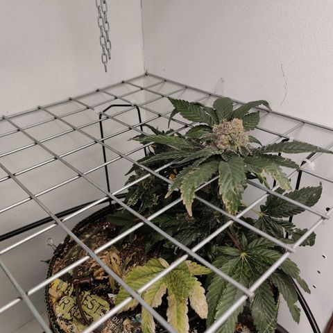 Banana Candy Krush growlog photo: Harvest pictures