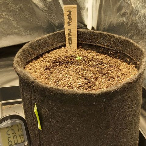 Jack Herer Auto 🪴 growlog timeline photo