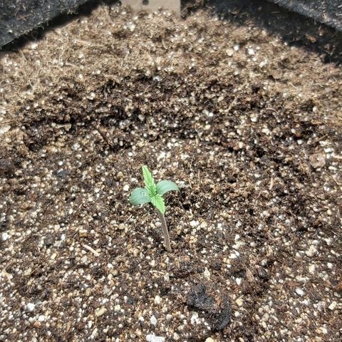 Jack Herer Auto 🪴 growlog timeline photo