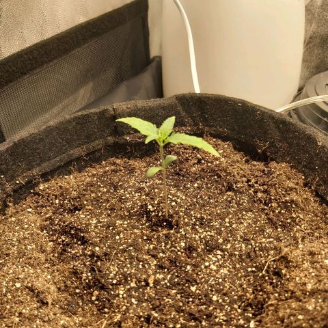 Jack Herer Auto 🪴 growlog timeline photo