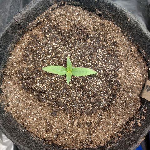 Jack Herer Auto 🪴 growlog timeline photo