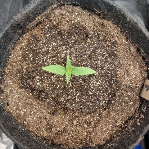 Jack Herer Auto 🪴 growlog timeline photo