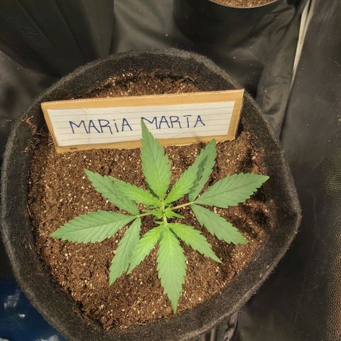 Jack Herer Auto 🪴 growlog timeline photo
