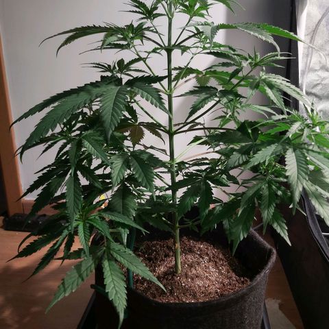 Jack Herer Auto 🪴 growlog timeline photo