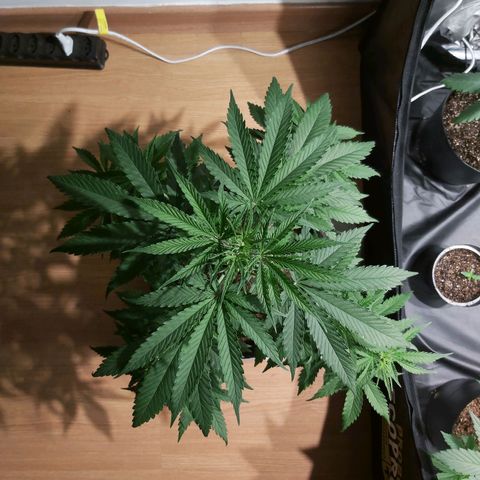 Jack Herer Auto 🪴 growlog timeline photo