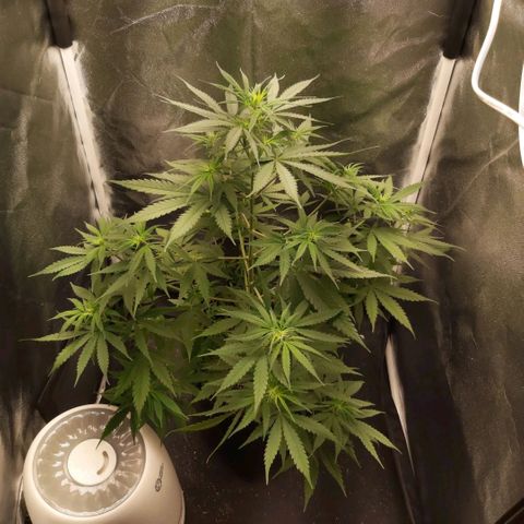 Jack Herer Auto 🪴 growlog timeline photo