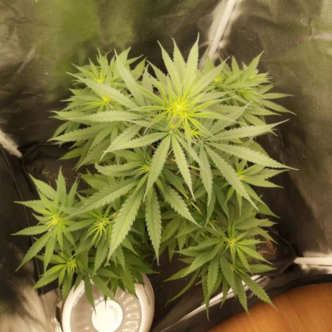 Jack Herer Auto 🪴 growlog timeline photo