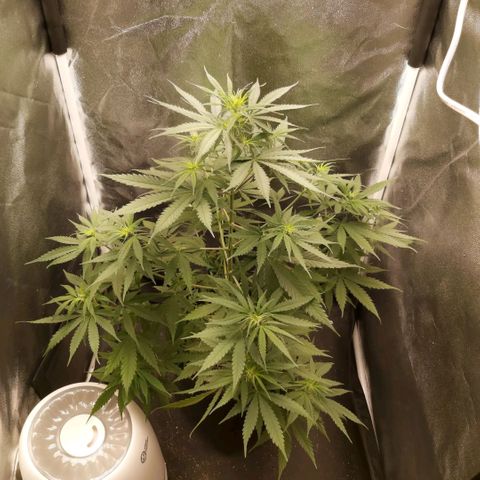 Jack Herer Auto 🪴 growlog timeline photo